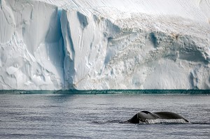 BALEINE DEVANT LES ICEBERGS DU FJORD DE GLACE DE SERMERMIUT, ILULISSAT GROENLAND, DANEMARK 