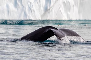 BALEINE DEVANT LES ICEBERGS DU FJORD DE GLACE DE SERMERMIUT, ILULISSAT GROENLAND, DANEMARK 