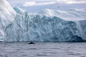 BALEINE DEVANT LES ICEBERGS DU FJORD DE GLACE DE SERMERMIUT, ILULISSAT GROENLAND, DANEMARK 