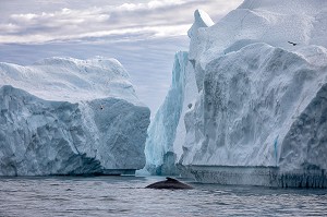 BALEINE DEVANT LES ICEBERGS DU FJORD DE GLACE DE SERMERMIUT, ILULISSAT GROENLAND, DANEMARK 