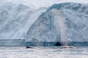 BALEINES DEVANT LES ICEBERGS DU FJORD DE GLACE DE SERMERMIUT, ILULISSAT GROENLAND, DANEMARK 