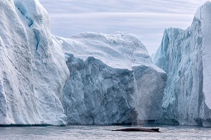 BALEINE DEVANT LES ICEBERGS DU FJORD DE GLACE DE SERMERMIUT, ILULISSAT GROENLAND, DANEMARK 