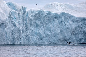 BALEINE DEVANT LES ICEBERGS DU FJORD DE GLACE DE SERMERMIUT, ILULISSAT GROENLAND, DANEMARK 