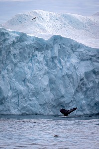 BALEINE DEVANT LES ICEBERGS DU FJORD DE GLACE DE SERMERMIUT, ILULISSAT GROENLAND, DANEMARK 