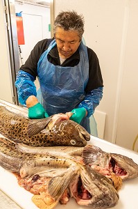 POISSONNIER EN TRAIN DE DECOUPER DU LOUP TACHETE, ESPECE EN VOIX DE DISPARITION, MARCHE DE POISSONS, SISIMIUT, GROENLAND, DANEMARK 