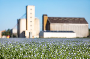 CHAMPS DE LIN EN FLEURS DEVANT LE SILO A GRAIN DE BOIS-ARNAULT, RUGLES (27), FRANCE 