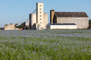 CHAMPS DE LIN EN FLEURS DEVANT LE SILO A GRAIN DE BOIS-ARNAULT, RUGLES (27), FRANCE 