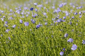 CHAMPS DE LIN EN FLEURS, RUGLES (27), FRANCE 