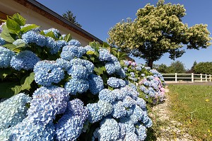 HORTENSIAS DE COULEUR BLEUE, CHATILLON-EN-DUNOIS (28), FRANCE 