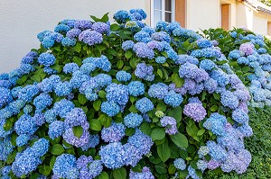 HORTENSIAS DE COULEUR BLEUE, CHATILLON-EN-DUNOIS (28), FRANCE 