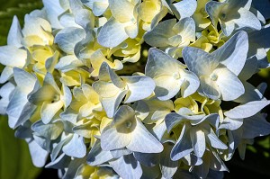 HORTENSIAS DE COULEUR, CHATILLON-EN-DUNOIS (28), FRANCE 