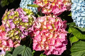 HORTENSIAS DE COULEUR ROSE, CHATILLON-EN-DUNOIS (28), FRANCE 