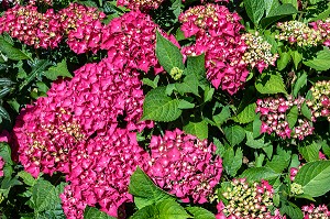 HORTENSIAS DE COULEUR ROSE, CHATILLON-EN-DUNOIS (28), FRANCE 