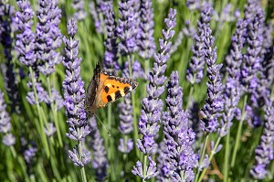 PAPILLON POSE SUR DES FLEURS DE LAVANDIN, CHATILLON-EN-DUNOIS (28), FRANCE 