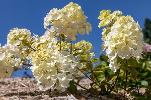 HORTENSIAS DE COULEUR BLANCHE, CHATILLON-EN-DUNOIS (28), FRANCE 