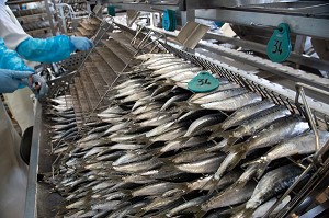 PREPARATION, VIDAGE ET LAVAGE DES SARDINES A LA MAIN AVANT CUISSON, CONSERVERIE LA BELLE-ILOISE, QUIBERON, MORBIHAN (56), FRANCE 