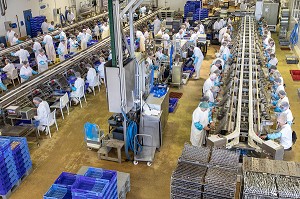 CHAINE MANUELLE POUR LA MISE EN BOITE DES SARDINES, CONSERVERIE LA BELLE-ILOISE, QUIBERON, MORBIHAN (56), FRANCE 