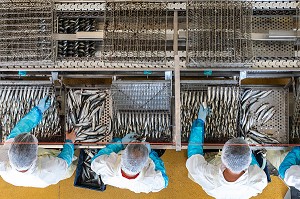 PREPARATION, VIDAGE ET LAVAGE DES SARDINES A LA MAIN AVANT CUISSON, CONSERVERIE LA BELLE-ILOISE, QUIBERON, MORBIHAN (56), FRANCE 