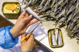 MISE EN BOITE DES SARDINES A LA MAIN, CONSERVERIE LA BELLE-ILOISE, QUIBERON, MORBIHAN (56), FRANCE 