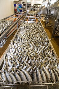 SORTIE DE CUISSON DES SARDINES, CONSERVERIE LA BELLE-ILOISE, QUIBERON, MORBIHAN (56), FRANCE 