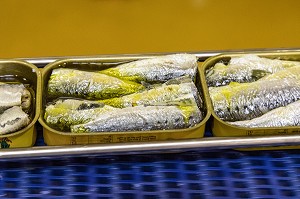 HUILE D'OLIVES SUR LES BOITES DE SARDINES, CONSERVERIE LA BELLE-ILOISE, QUIBERON, MORBIHAN (56), FRANCE 