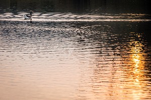 OIE SAUVAGE SUR LE LAC DE L’ABBAYE ROYALE DE MORTEMER, LISORS (27), FRANCE 