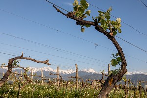 VIGNES DU VIGNOBLES DE CHIGNIN, VIN BLANC, CHIGNIN, SAVOIE (73), FRANCE 