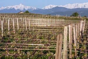 VIGNES DU VIGNOBLES DE CHIGNIN, VIN BLANC, CHIGNIN, SAVOIE (73), FRANCE 