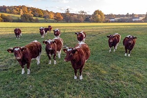 TROUPEAU DE VACHES DE RACES MAINE-ANJOU DEVANT LA FORET AUX COULEURS D'AUTOMNE, RUGLES (27), FRANCE 