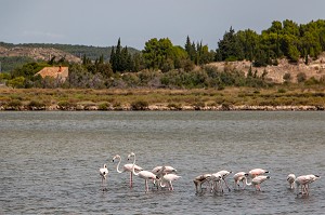 FLAMANTS ROSES DANS L'ETANG DU DOUL DEVANT LA GARRIGUE, PEYRIAC-SUR-MER, AUDE (11), FRANCE 