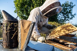 APICULTEUR AVEC SON ENFUMOIR AU MILIEU DES CADRES ET DES ABEILLES, VERIFICATION DU COUVAIN ET DE LA REINE, TRAVAIL DANS LES RUCHES, BOURGOGNE (71), FRANCE 