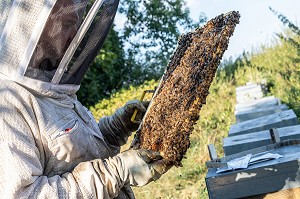 APICULTEUR AVEC SES CADRES DE MIEL REMPLIS D'ABEILLES, VERIFICATION DU COUVAIN ET DE LA REINE, TRAVAIL DANS LES RUCHES, BOURGOGNE (71), FRANCE 