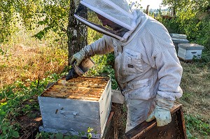 APICULTEUR AVEC SES CADRES DE MIEL REMPLIS D'ABEILLES, VERIFICATION DU COUVAIN ET DE LA REINE, TRAVAIL DANS LES RUCHES, BOURGOGNE (71), FRANCE 