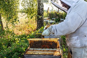 APICULTEUR AVEC SES CADRES DE MIEL REMPLIS D'ABEILLES, VERIFICATION DU COUVAIN ET DE LA REINE, TRAVAIL DANS LES RUCHES, BOURGOGNE (71), FRANCE 