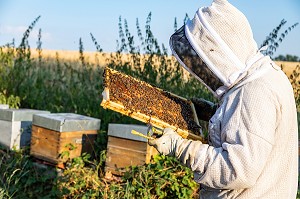 APICULTEUR AVEC SES CADRES DE MIEL REMPLIS D'ABEILLES, VERIFICATION DU COUVAIN ET DE LA REINE, TRAVAIL DANS LES RUCHES, BOURGOGNE (71), FRANCE 