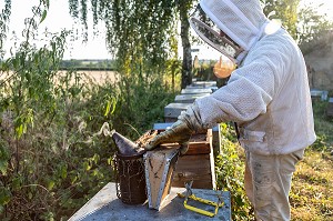 APICULTEUR AVEC SON ENFUMOIR AU MILIEU DES CADRES ET DES ABEILLES, VERIFICATION DU COUVAIN ET DE LA REINE, TRAVAIL DANS LES RUCHES, BOURGOGNE (71), FRANCE 