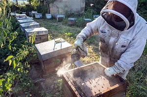 APICULTEUR AVEC SON ENFUMOIR AU MILIEU DES CADRES ET DES ABEILLES, VERIFICATION DU COUVAIN ET DE LA REINE, TRAVAIL DANS LES RUCHES, BOURGOGNE (71), FRANCE 