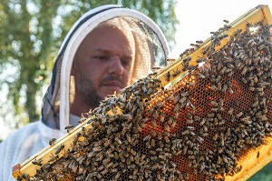 APICULTEUR AVEC SES CADRES DE MIEL REMPLIS D'ABEILLES, VERIFICATION DU COUVAIN ET DE LA REINE, TRAVAIL DANS LES RUCHES, BOURGOGNE (71), FRANCE 