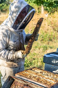 APICULTEUR AVEC SES CADRES DE MIEL REMPLIS D'ABEILLES, VERIFICATION DU COUVAIN ET DE LA REINE, TRAVAIL DANS LES RUCHES, BOURGOGNE (71), FRANCE 