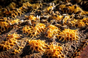 ABEILLES AU TRAVAIL DANS LES RUCHES, CONSTRUCTION D'ALVEOLES DE CIRE POUR DEPOSER LE MIEL ET LE COUVAIN, BOURGOGNE (71), FRANCE 