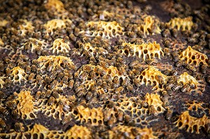 ABEILLES AU TRAVAIL DANS LES RUCHES, CONSTRUCTION D'ALVEOLES DE CIRE POUR DEPOSER LE MIEL ET LE COUVAIN, BOURGOGNE (71), FRANCE 