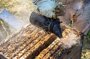 APICULTEUR AVEC SON ENFUMOIR AU MILIEU DES CADRES ET DES ABEILLES, VERIFICATION DU COUVAIN ET DE LA REINE, TRAVAIL DANS LES RUCHES, BOURGOGNE (71), FRANCE 