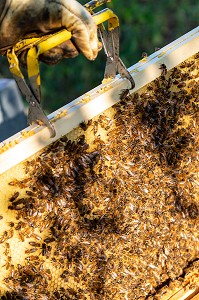 CADRE DE MIEL RECOUVERT D'ABEILLES, TRAVAIL DANS LES RUCHES, BOURGOGNE (71), FRANCE 