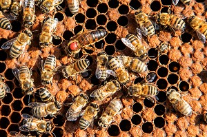 LA REINE AU MILIEU DE SA COLONIE D'ABEILLES SUR UN CADRE DE COUVAIN, TRAVAIL DANS LES RUCHES, BOURGOGNE (71), FRANCE 