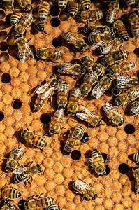 LA REINE AU MILIEU DE SA COLONIE D'ABEILLES SUR UN CADRE DE COUVAIN, TRAVAIL DANS LES RUCHES, BOURGOGNE (71), FRANCE 