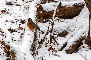 OISEAU ROUGE-GORGE, CENTRAL PARK UN JOUR DE NEIGE, MANHATTAN, NEW-YORK, ETATS-UNIS, USA 