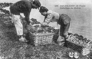 TRAVAIL DES FEMMES, EMBALLAGE DES HUITRES SUR L'ILE D'OLERON A SAINT-TROJAN, CHARENTE-MARITIME, FRANCE 