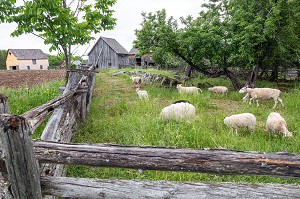 ELEVAGE DE MOUTONS, FERME JOSLIN, KINGS LANDING, VILLAGE HISTORIQUE ANGLOPHONE, PAROISSE DE PRINCE-WILLIAM, FREDERICTON, NOUVEAU-BRUNSWICK, CANADA, AMERIQUE DU NORD 