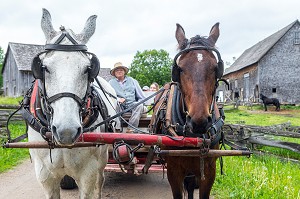 ATTELAGE D'EPOQUE POUR LES TRAVAUX ET DEPLACEMENTS, FERME JOSLIN, KINGS LANDING, VILLAGE HISTORIQUE ANGLOPHONE, PAROISSE DE PRINCE-WILLIAM, FREDERICTON, NOUVEAU-BRUNSWICK, CANADA, AMERIQUE DU NORD 