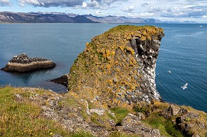 FALAISES DE ROCHES VOLCANIQUES NOIRES, ZONE DE NIDIFICATION DES GOELANDS, PRESQU'ILE VOLCANIQUE DE GRUNDARFJORDUR, PENINSULE DE SNAEFFELSNES DECRITE DANS LE ROMAN DE JULES VERNES, ARNARSTAPI, ISLANDE 